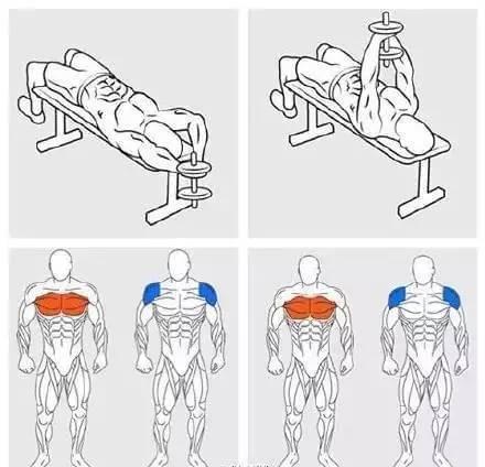 半岛官方体育详解健身房常用器械和相应举措磨炼肌肉！(图3)